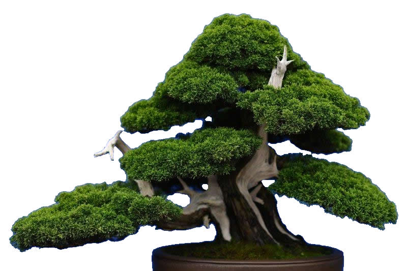 Bonsai Tree